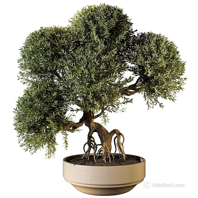 Bonsai Tree With Lush Green Foliage Twisted Trunk And Exposed Roots In Pot 3d model 