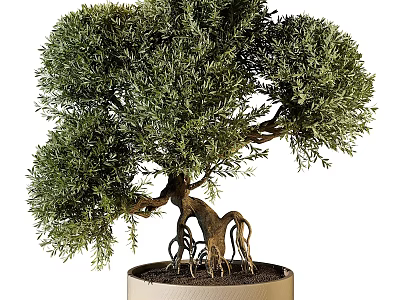 Bonsai Tree With Lush Green Foliage Twisted Trunk And Exposed Roots In Pot 3d model