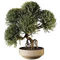 Bonsai Tree With Lush Green Foliage Twisted Trunk And Exposed Roots In Pot