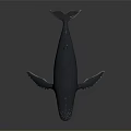 Realistic Gray Whale With Smooth Skin Fins And Tail On Black Background