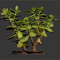 Green Leaf Succulent Plant with Wooden Stem in Brown Pot and Soil for Indoor Decoration