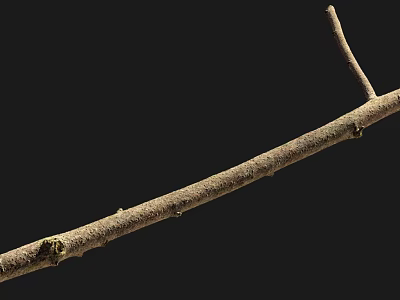 Branch 3d model Branch 3d model