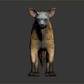 Realistic Striped Hyena 3D Model in Standing Pose on Neutral Background 3d model