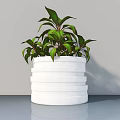 Potted Plant with Lush Green Leaves and Red Edges in White Layered Striped Modern Pot