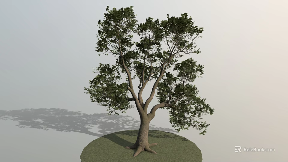Lush Arbor With Thick Trunk Spreading Branches Green Foliage On Grass Ground With Shadow 3d model 