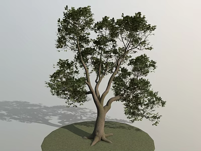 Lush Arbor With Thick Trunk Spreading Branches Green Foliage On Grass Ground With Shadow 3d model