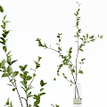 Assorted Vase Flowers With Green Eucalyptus Golden Branches And Various Green Foliage In Glass Vases