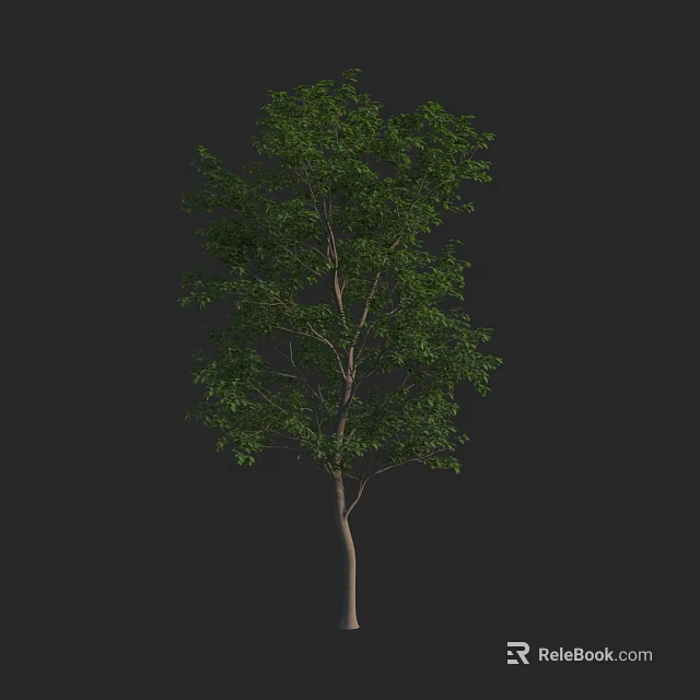 Single Deciduous Arbor With Slender Trunk And Lush Green Leaves 3d model