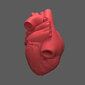 Red Human Heart 3D Rendered Model Displaying Chest Organ Anatomical Details