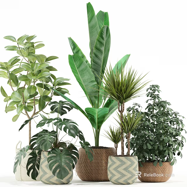 Various Lush Potted Green Plants With Different Leaf Types For Indoor Decoration 3d model 