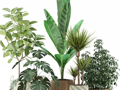 Various Lush Potted Green Plants With Different Leaf Types For Indoor Decoration 3d model