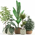 Various Lush Potted Green Plants With Different Leaf Types For Indoor Decoration