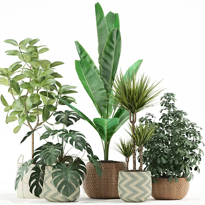 Various Lush Potted Green Plants With Different Leaf Types For Indoor Decoration 3d model