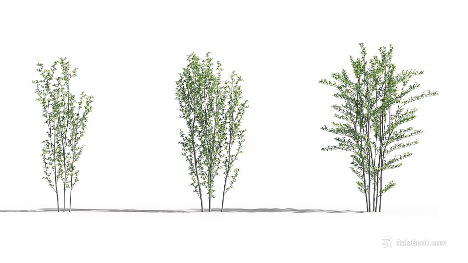 Green Leaf Arbor Collection With Different Heights And Natural Shadow 3d model