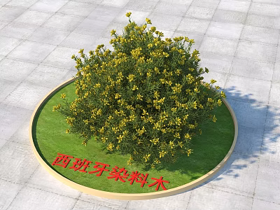 Modern Spanish Dye Wood Spanish Dye Wood Plants 3d model Modern Spanish Dye Wood Spanish Dye Wood Plants 3d model