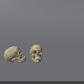 Game Movie Character Skeleton Skull 3D Models With Realistic Bone Features 3d model