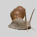 Reptile On Grey Background With Brown Shell Grey Body And Two Antennae