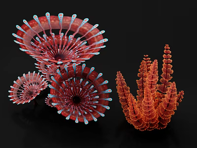 Vibrant Flower Structures Featuring Red Spiral and Orange Coral Like Patterns 3d model