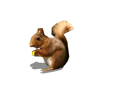 Brown Squirrel With Fluffy Tail Holding Yellow Nut On White Background 3d model