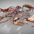 Diverse Collection Of Marine Animals Featuring Crabs Starfish And Shells