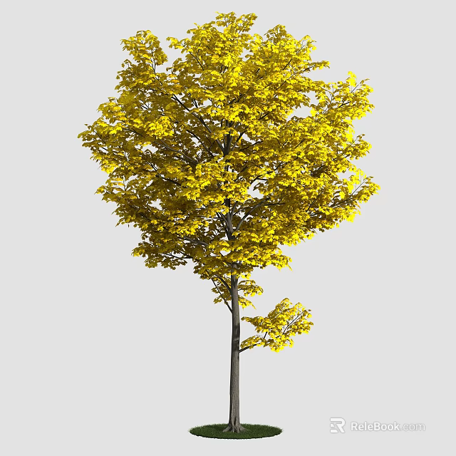 Lush Deciduous Arbor With Bright Yellow Leaves And Tall Trunk In Autumn 3d model 