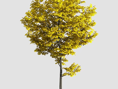 Lush Deciduous Arbor With Bright Yellow Leaves And Tall Trunk In Autumn 3d model