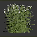 White Daisy Plant With Green Leaves And Lush Foliage On Black Background