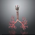 Human Respiratory System 3D Anatomical Model With Trachea And Bronchial Tree Structure 3d model