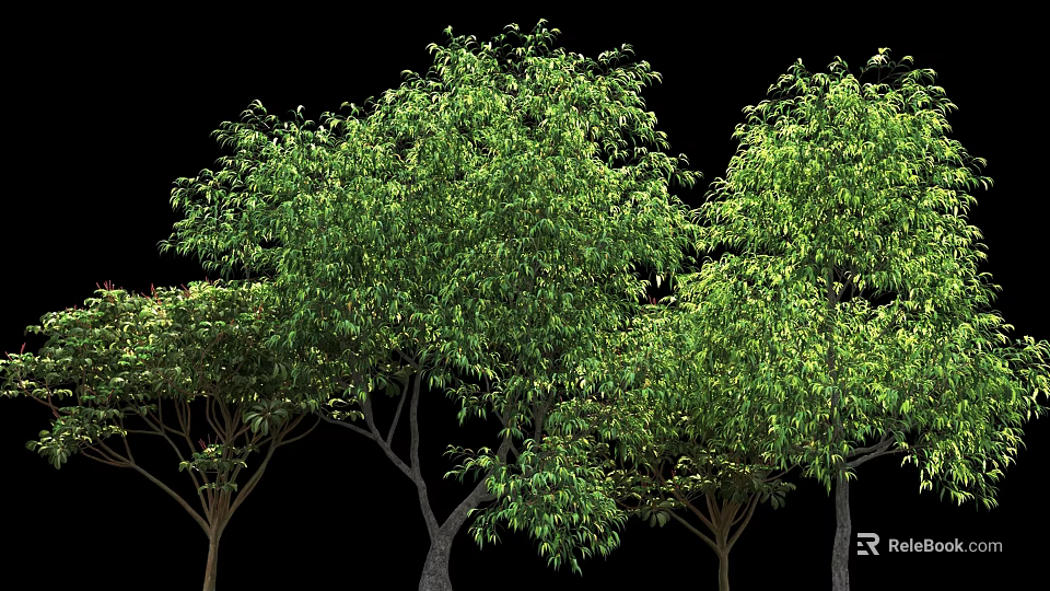 Arbors With Lush Green Foliage And Tall Trunks Against Black Background 3d model 