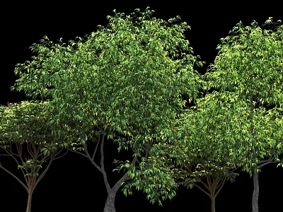 Arbors With Lush Green Foliage And Tall Trunks Against Black Background 3d model