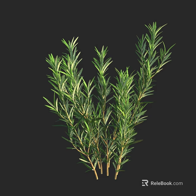 Fresh Aromatic Rosemary Plant With Green Needle Like Leaves And Brown Branches 3d model 
