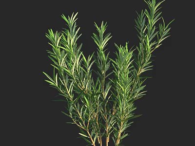 Fresh Aromatic Rosemary Plant With Green Needle Like Leaves And Brown Branches 3d model