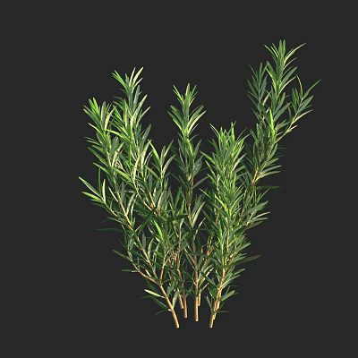 Fresh Aromatic Rosemary Plant With Green Needle Like Leaves And Brown Branches 3d model