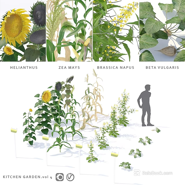 Small Garden Ornamental Design Featuring Sunflowers Corn Rapeseed Beets and Standing Person 3d model 