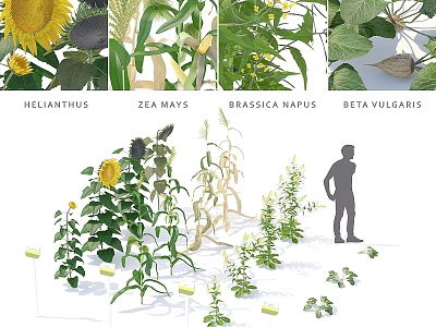 Small Garden Ornamental Design Featuring Sunflowers Corn Rapeseed Beets and Standing Person 3d model