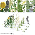 Small Garden Ornamental Design Featuring Sunflowers Corn Rapeseed Beets and Standing Person