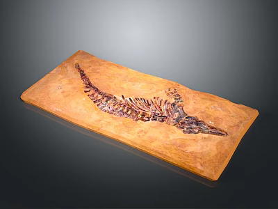 Paleontologist Examining Detailed Ancient Reptile Fossil Skeleton On Display Slab 3d model