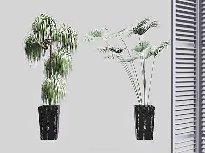 Potted Bonsai Plants With Drooping And Fan Shaped Leaves In Black Pots 3d model