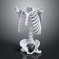 Anatomical Medical Device Human Skeleton Model with Thorax Spine and Pelvis