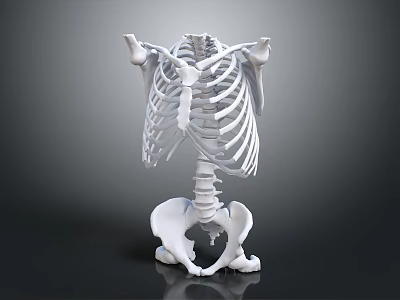 Anatomical Medical Device Human Skeleton Model with Thorax Spine and Pelvis 3d model Anatomical Medical Device Human Skeleton Model with Thorax Spine and Pelvis 3d model