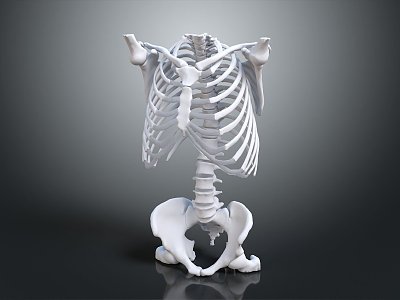 modern skeleton spine human spine human rib 3d model