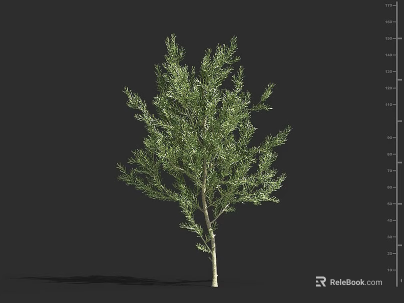 Evergreen Shrub With Lush Green Foliage And Light Brown Trunk For Garden Landscaping 3d model 