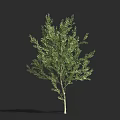 Evergreen Shrub With Lush Green Foliage And Light Brown Trunk For Garden Landscaping
