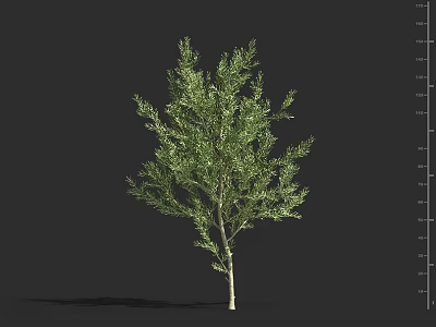 Evergreen Shrub With Lush Green Foliage And Light Brown Trunk For Garden Landscaping 3d model