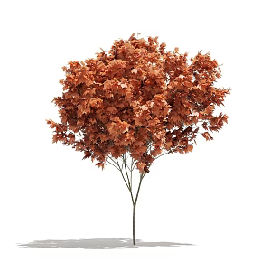 Plant Tree Outdoor Landscape Tree Garden Landscape Tree Red Tree Maple Tree Flower Tree 3d model