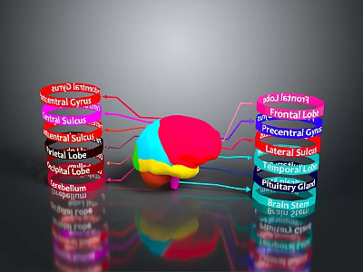 Human Brain Anatomy Model Showing Frontal Parietal Temporal Occipital Lobes And Cerebellum 3d model