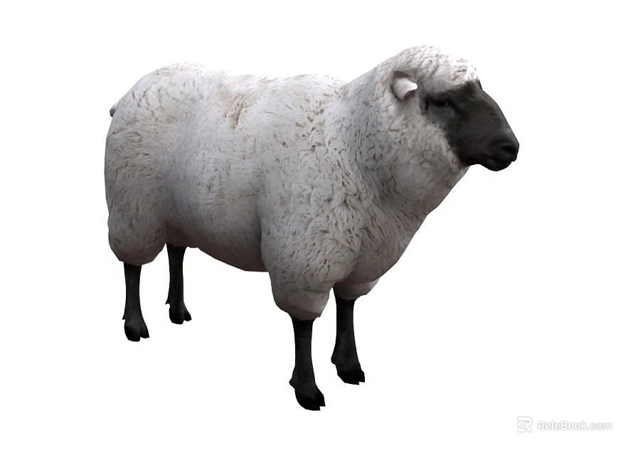 Isolated White Sheep With Thick Wool Black Legs And Black Facial Features 3d model 