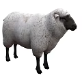 Isolated White Sheep With Thick Wool Black Legs And Black Facial Features