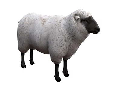 Sheep Mammal Animal Husbandry Livestock Sheep 3d model Sheep Mammal Animal Husbandry Livestock Sheep 3d model