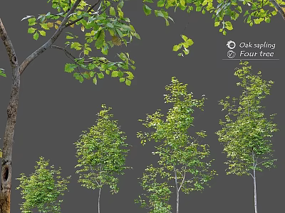 Decorative Tree Ornament Set With Oak Sapling Fir Tree Various Sizes And Green Leaves 3d model